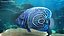 Pomacanthus Imperator Fish