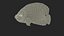 Pomacanthus Imperator Fish