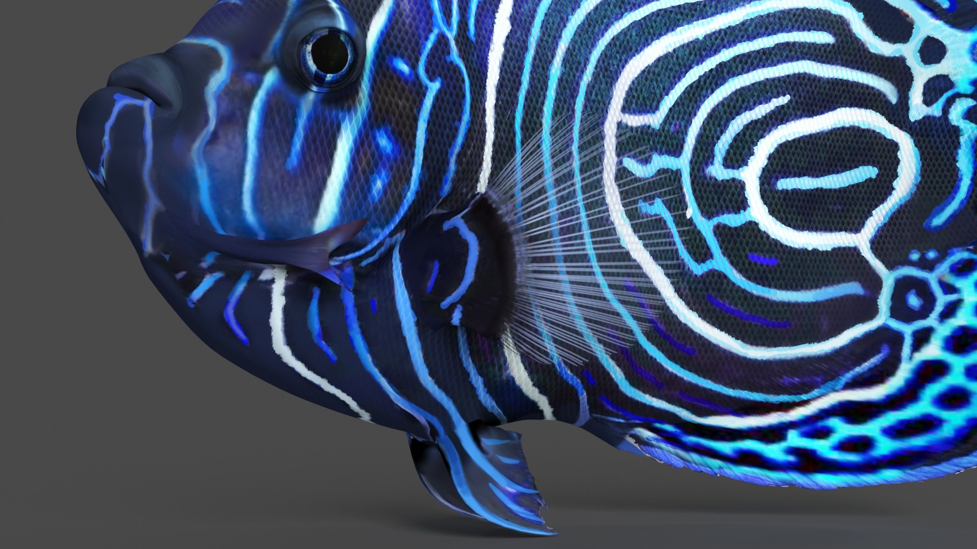 3D Pomacanthus Imperator Fish https://p.turbosquid.com/ts-thumb/ck/9Dfgde/wa/pomacanthusimperatorfishmb3dmodel016/jpg/1722509047/1920x1080/fit_q87/d6cd2d91fce178d1bfb2268b0ee8992ed863c76e/pomacanthusimperatorfishmb3dmodel016.jpg