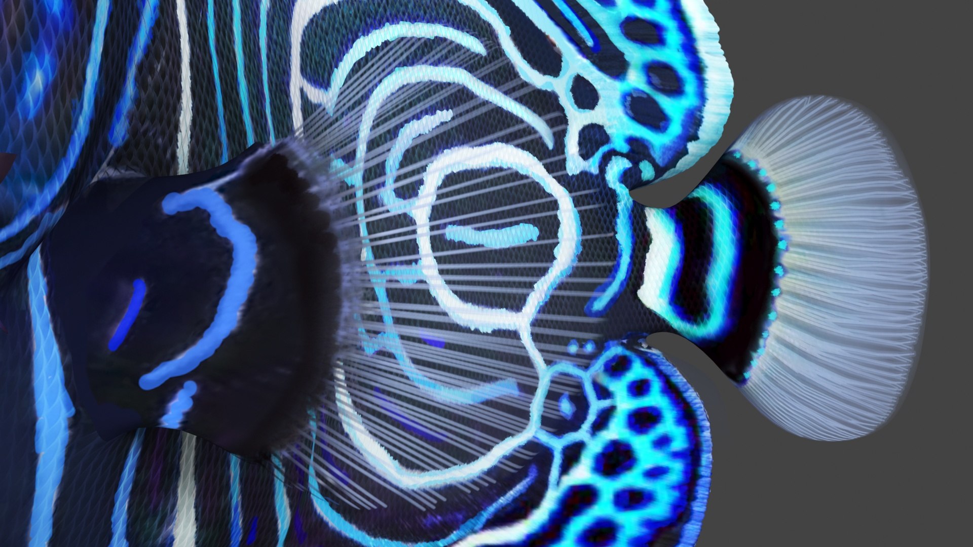 3D Pomacanthus Imperator Fish https://p.turbosquid.com/ts-thumb/ck/9Dfgde/xI/pomacanthusimperatorfishmb3dmodel015/jpg/1722509040/1920x1080/fit_q87/6a5ac3e45fc27a0c9556a8bd3a3cc295745552ed/pomacanthusimperatorfishmb3dmodel015.jpg