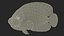 Pomacanthus Imperator Fish