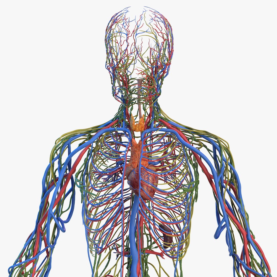 Male Cardiovascular Lymphaticand and Nervous Systems 3D model preview