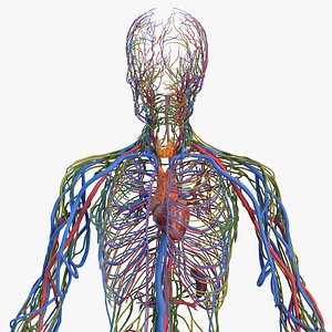 Male Cardiovascular Lymphaticand and Nervous Systems