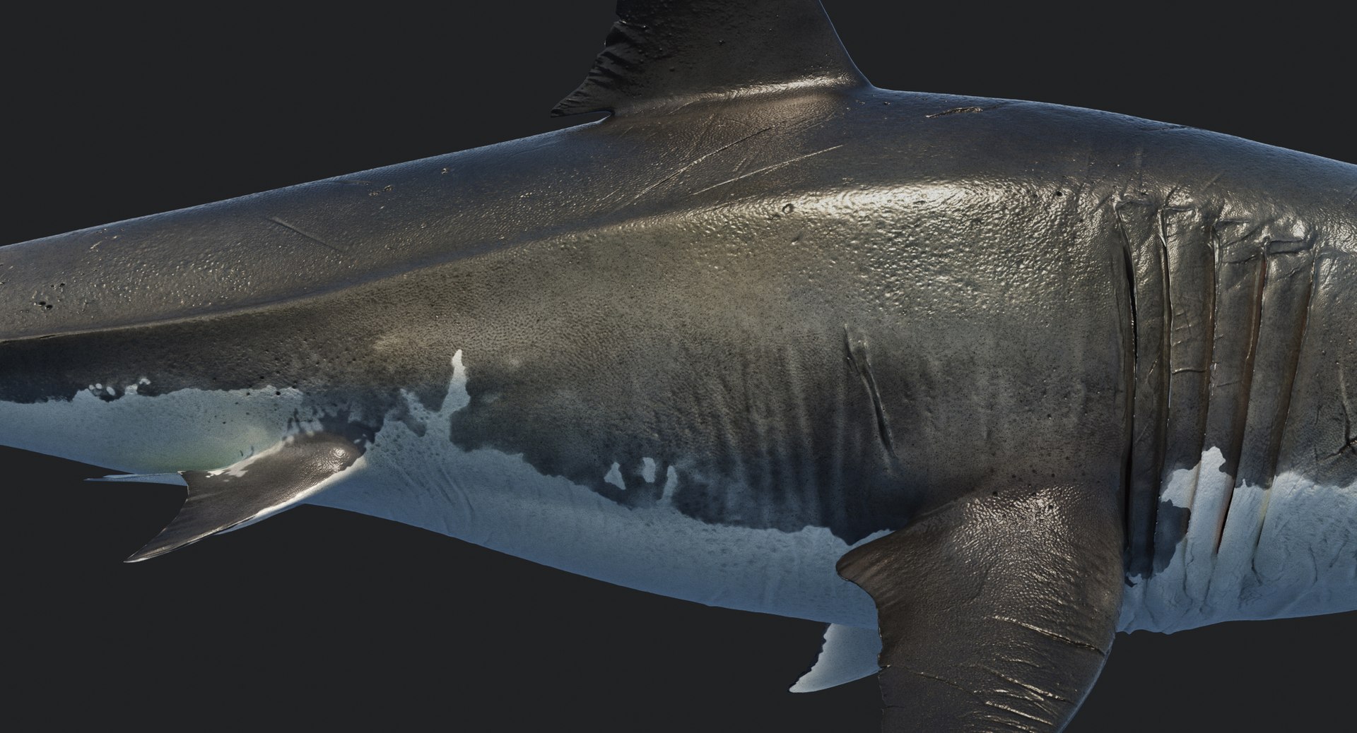 rigged animation model https://p.turbosquid.com/ts-thumb/ck/D9MZ4i/1FqkEzJj/sharkwhite_0090/jpg/1547588720/1920x1080/fit_q87/daeaa4bda16c4267ce3da8417570698b469f4a9d/sharkwhite_0090.jpg