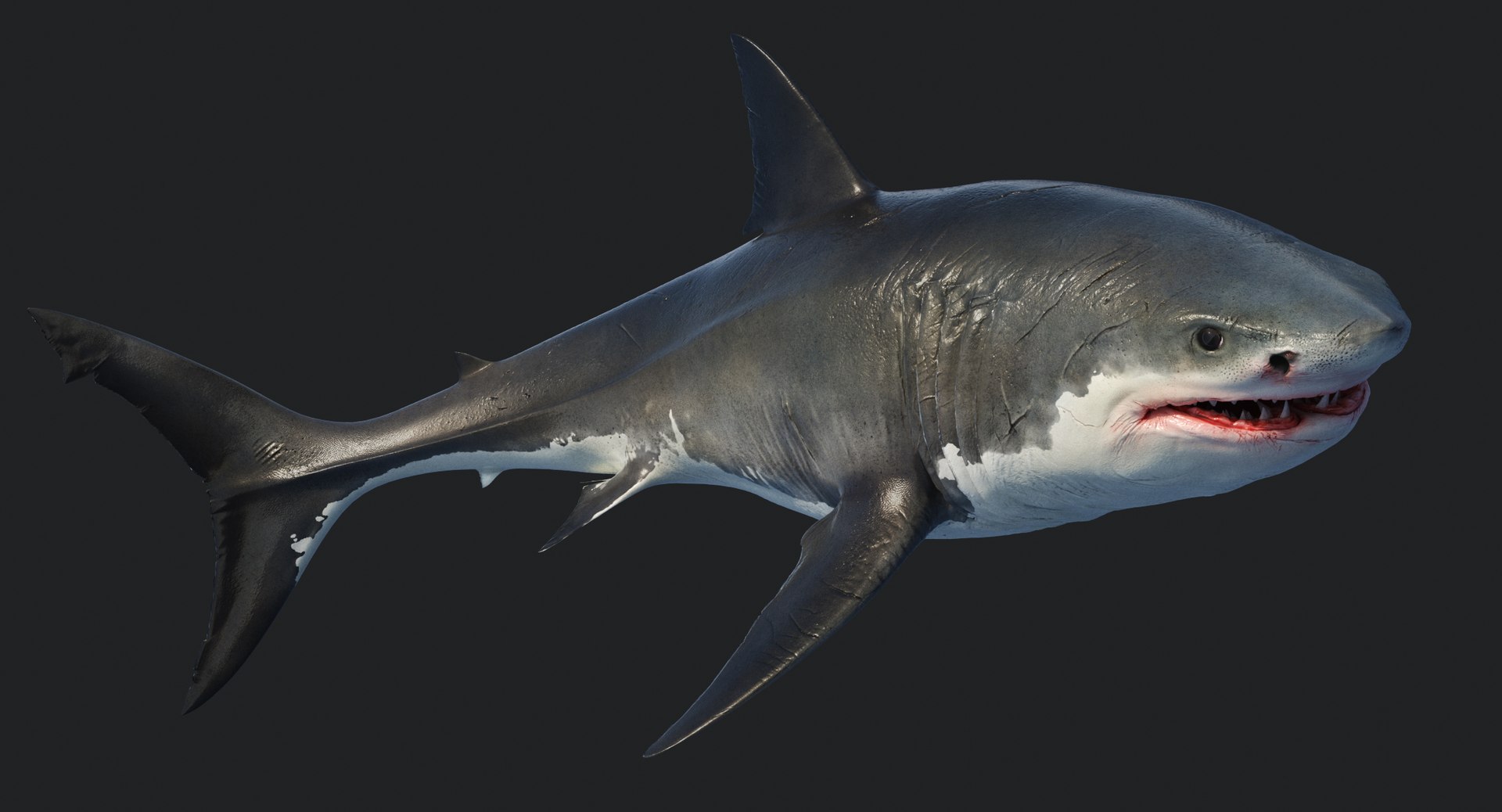 rigged animation model https://p.turbosquid.com/ts-thumb/ck/D9MZ4i/1S6PcdCX/sharkwhite_0077/jpg/1547588720/1920x1080/fit_q87/4d7abd32ecc5d7c9fb1fc9fdb397d409cac143c7/sharkwhite_0077.jpg