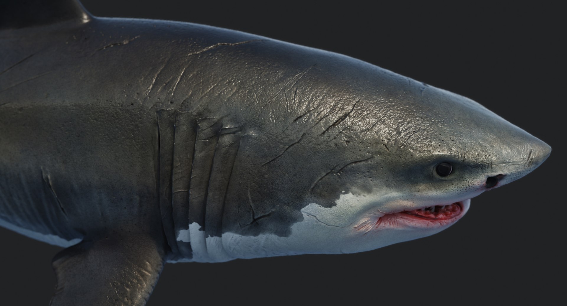 rigged animation model https://p.turbosquid.com/ts-thumb/ck/D9MZ4i/2DsqTX5w/sharkwhite_0092/jpg/1547588720/1920x1080/fit_q87/555ea733822238532924a513f676e004de3781c7/sharkwhite_0092.jpg