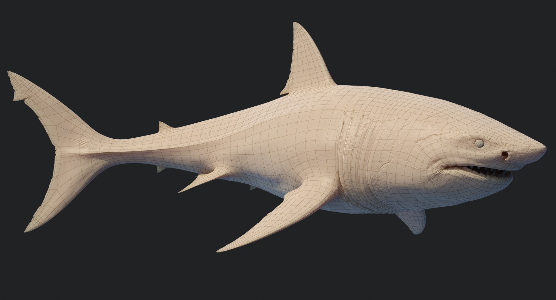 rigged animation model https://p.turbosquid.com/ts-thumb/ck/D9MZ4i/2XO6dLOZ/sharkwhite_0108/jpg/1547589253/1920x1080/fit_q87/a1d0b91c52443efb9280dfa6357aee06e8f3744f/sharkwhite_0108.jpg