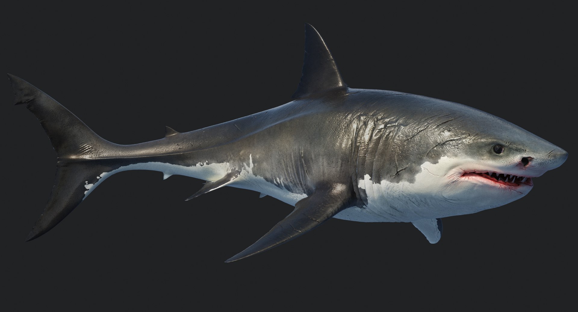 rigged animation model https://p.turbosquid.com/ts-thumb/ck/D9MZ4i/2xZZVrDy/sharkwhite_0074/jpg/1547588720/1920x1080/fit_q87/35db689405902a2aa692bf7b2397f5ac0047de1a/sharkwhite_0074.jpg