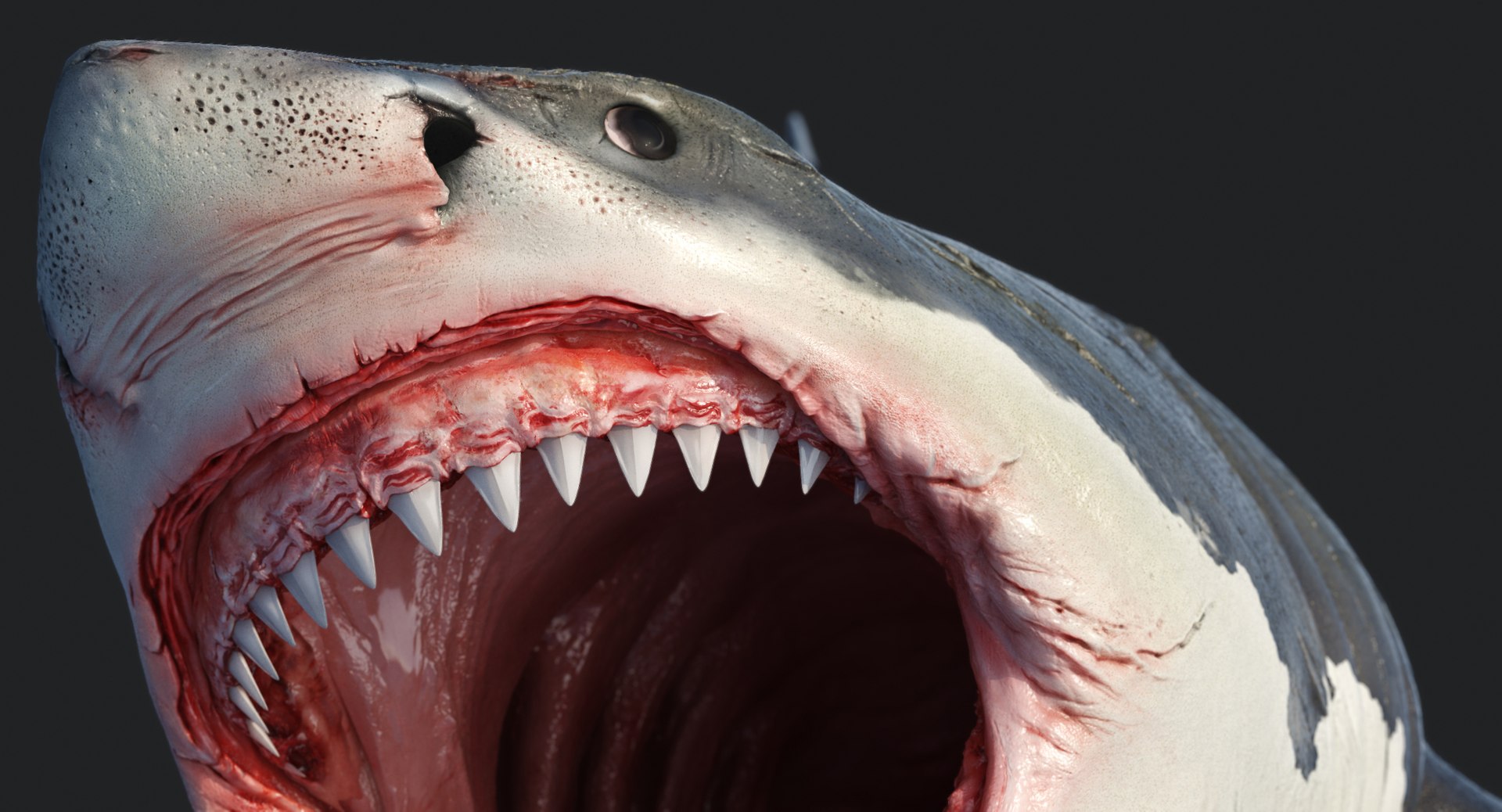 rigged animation model https://p.turbosquid.com/ts-thumb/ck/D9MZ4i/4kglhlZu/sharkwhite_0097/jpg/1547588720/1920x1080/fit_q87/dd2b0b3019c123c4bd8f9af10c214b8fc5f9a002/sharkwhite_0097.jpg