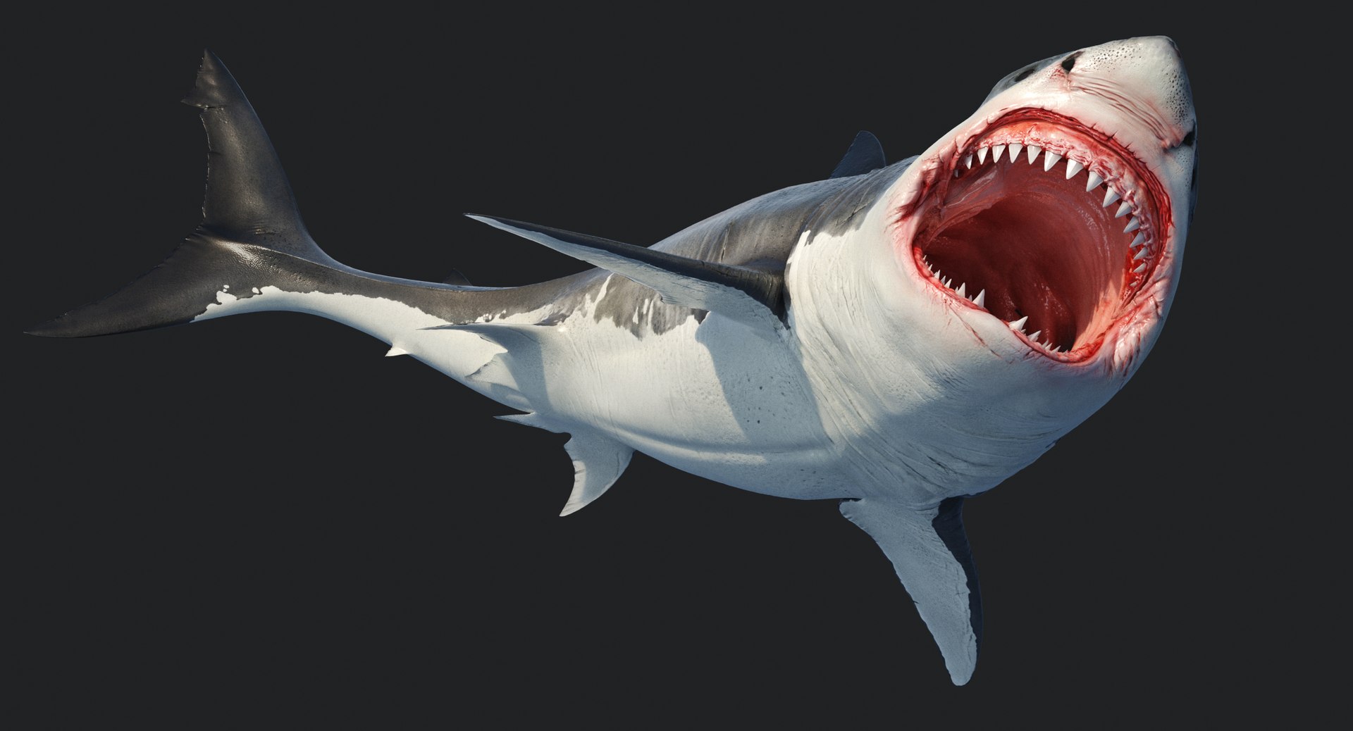 rigged animation model https://p.turbosquid.com/ts-thumb/ck/D9MZ4i/5W3tbLU7/sharkwhite_0078/jpg/1547588720/1920x1080/fit_q87/a20f0c7f888168ad2affab5d57a4bc66c4f20877/sharkwhite_0078.jpg