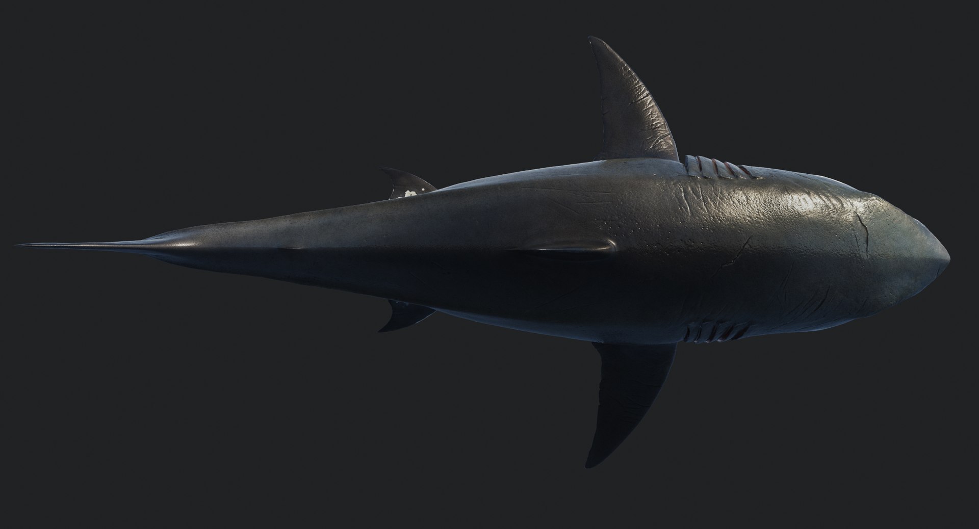 rigged animation model https://p.turbosquid.com/ts-thumb/ck/D9MZ4i/6Tzqh7jK/sharkwhite_0082/jpg/1547588720/1920x1080/fit_q87/232e7fd3fbd4350c16cd40d0175d2304004301d5/sharkwhite_0082.jpg