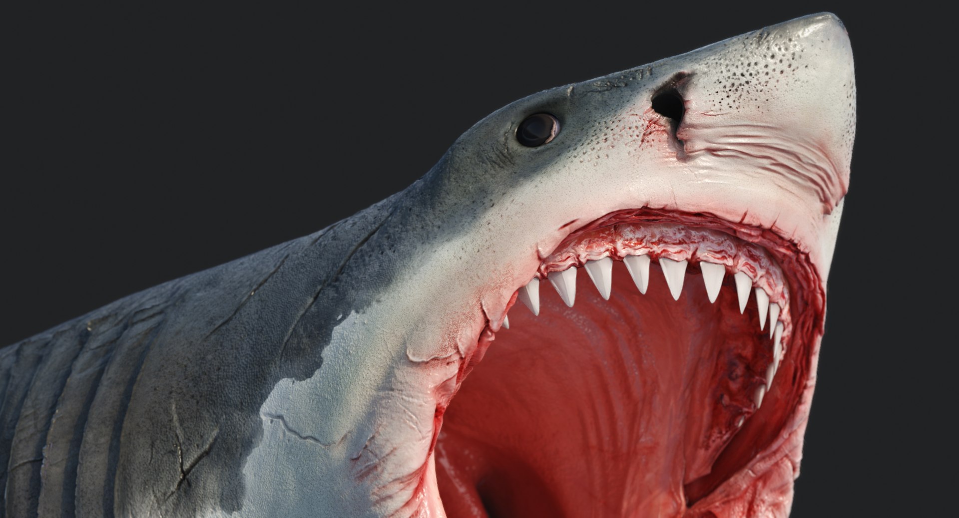rigged animation model https://p.turbosquid.com/ts-thumb/ck/D9MZ4i/8VixUOAd/sharkwhite_0099/jpg/1547588720/1920x1080/fit_q87/f8f7761a13b90ea4e8886b813ce2d42a67e8fdef/sharkwhite_0099.jpg