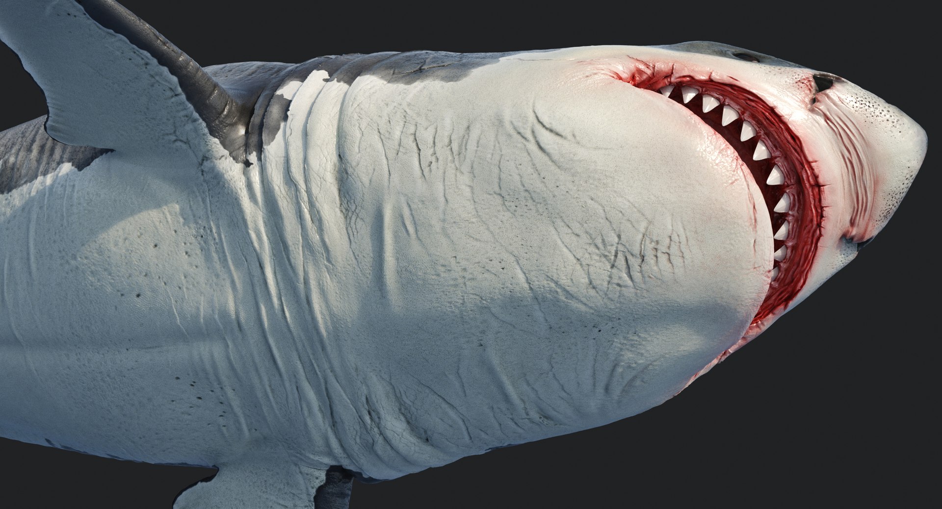 rigged animation model https://p.turbosquid.com/ts-thumb/ck/D9MZ4i/BScTFBLo/sharkwhite_0100/jpg/1547588720/1920x1080/fit_q87/9be3381dcc97a2d69e57a71a42bdb20d0ac78424/sharkwhite_0100.jpg