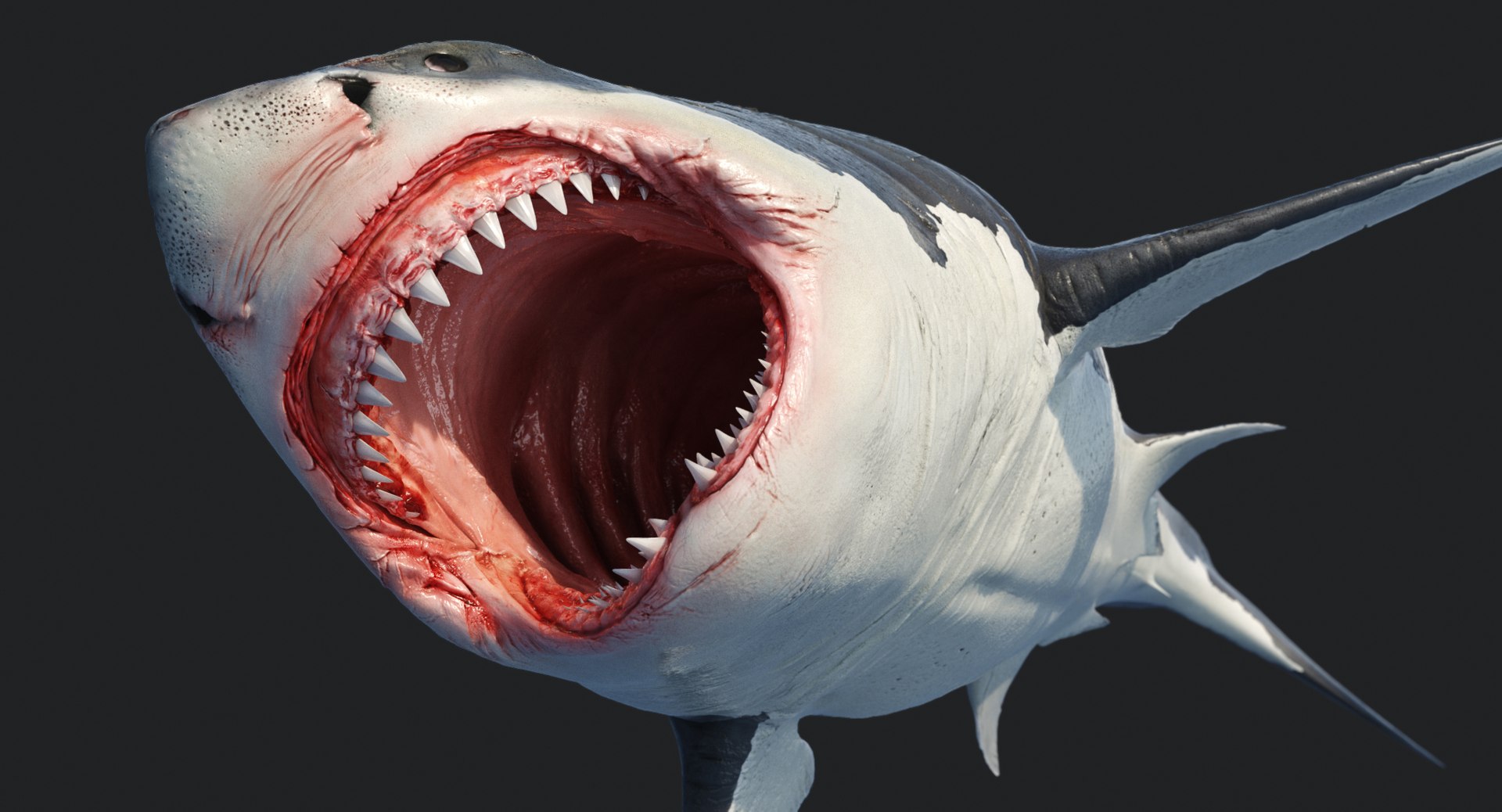 rigged animation model https://p.turbosquid.com/ts-thumb/ck/D9MZ4i/CT4UDRmc/sharkwhite_0094/jpg/1547588720/1920x1080/fit_q87/3e19b86a742599f954427aaf5b915ac9e453b213/sharkwhite_0094.jpg