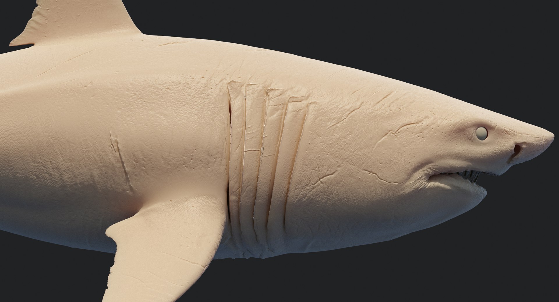 rigged animation model https://p.turbosquid.com/ts-thumb/ck/D9MZ4i/CgixxuYy/sharkwhite_0131/jpg/1547589576/1920x1080/fit_q87/2e1c09f71e94560ae03ad311074c7e8532e849dd/sharkwhite_0131.jpg