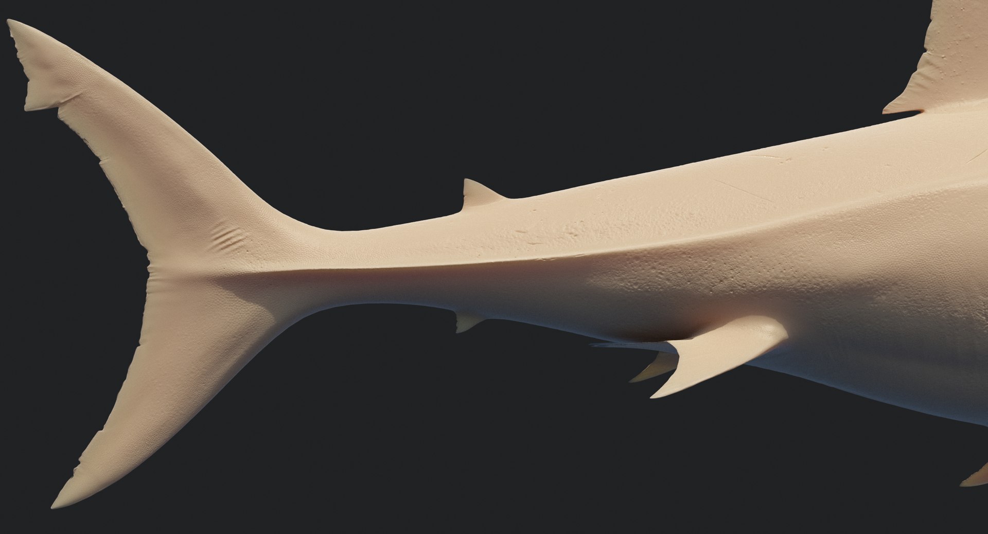 rigged animation model https://p.turbosquid.com/ts-thumb/ck/D9MZ4i/DIEJlGn2/sharkwhite_0133/jpg/1547589576/1920x1080/fit_q87/58b1ef2ce16ac22e72f02f5b8eb353413ef09c3b/sharkwhite_0133.jpg