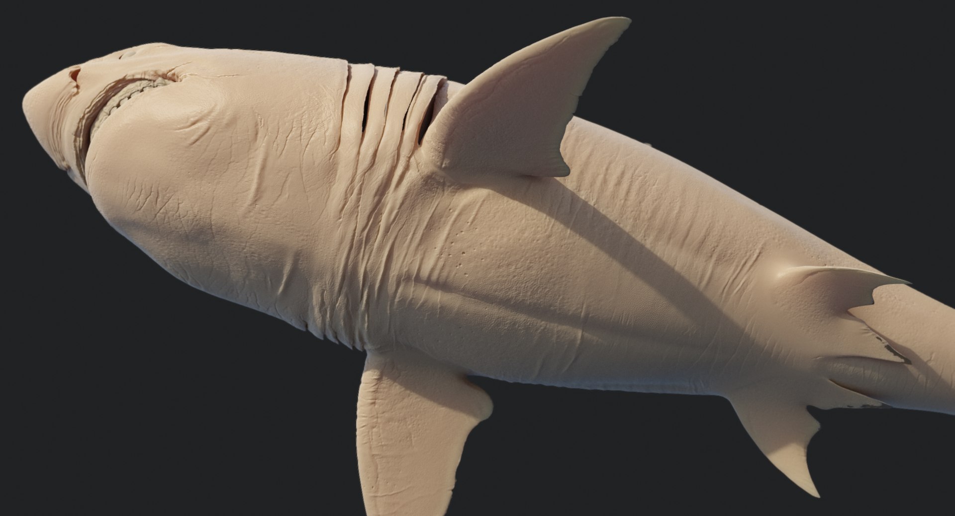 rigged animation model https://p.turbosquid.com/ts-thumb/ck/D9MZ4i/Dcks0e9G/sharkwhite_0135/jpg/1547589577/1920x1080/fit_q87/626d896cbeb9a9c8cf9092037976f170d2ece8df/sharkwhite_0135.jpg