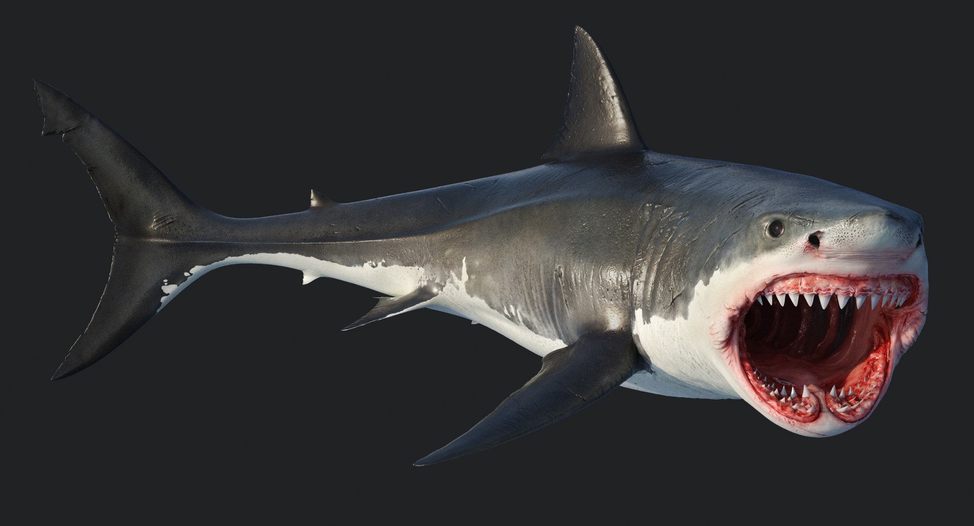 rigged animation model https://p.turbosquid.com/ts-thumb/ck/D9MZ4i/I7zeGFI3/sharkwhite_0075/jpg/1547588720/1920x1080/fit_q87/4f40fe1baf88f09ffcbbd845c45777fb645d681b/sharkwhite_0075.jpg