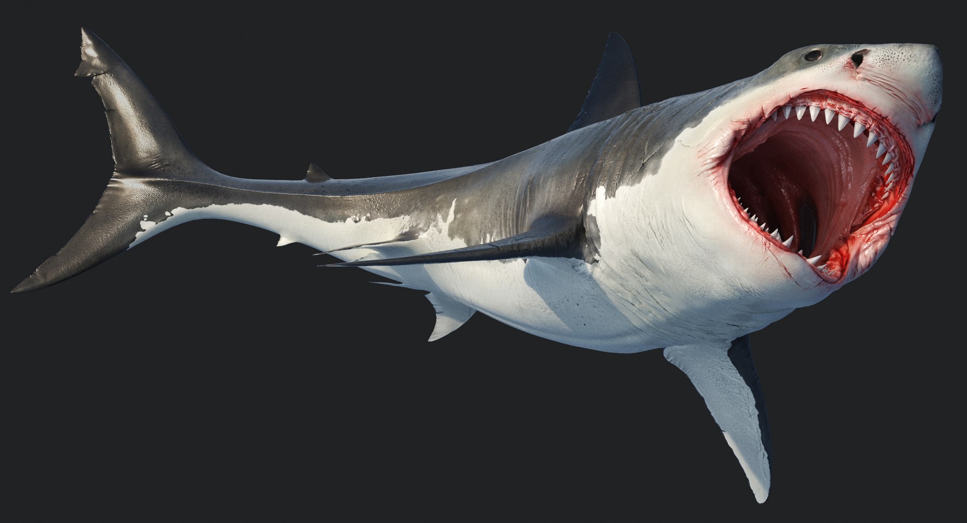 rigged animation model https://p.turbosquid.com/ts-thumb/ck/D9MZ4i/QgC8OwdS/sharkwhite_0076/jpg/1547588720/1920x1080/fit_q87/c8673566f0ea48e87d92b914afef7c04e37f47ee/sharkwhite_0076.jpg