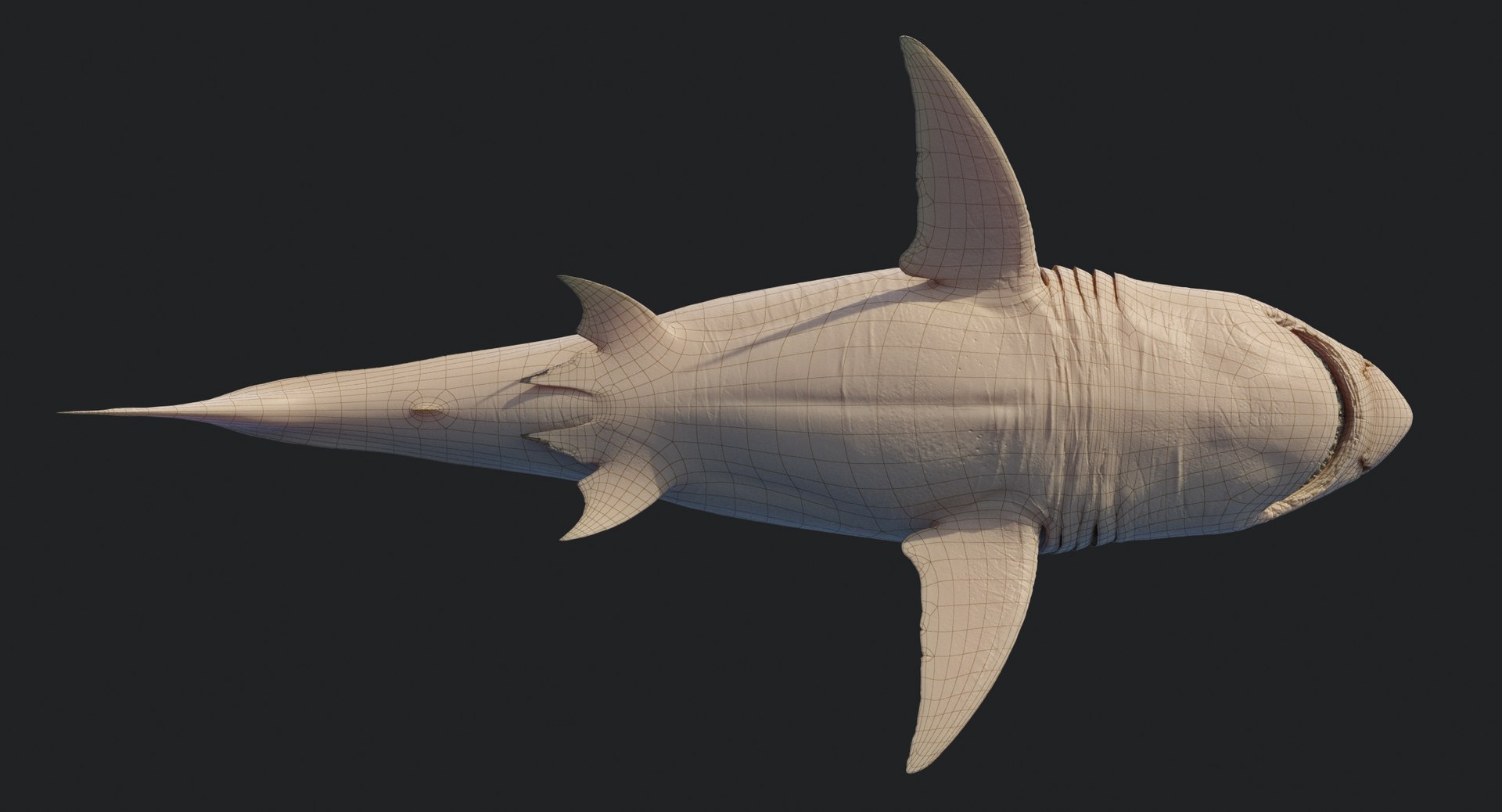 rigged animation model https://p.turbosquid.com/ts-thumb/ck/D9MZ4i/TDL13BIz/sharkwhite_0111/jpg/1547589253/1920x1080/fit_q87/1e35d3f4d21c1c8d2f900f0938aa7c7cedc22c9c/sharkwhite_0111.jpg