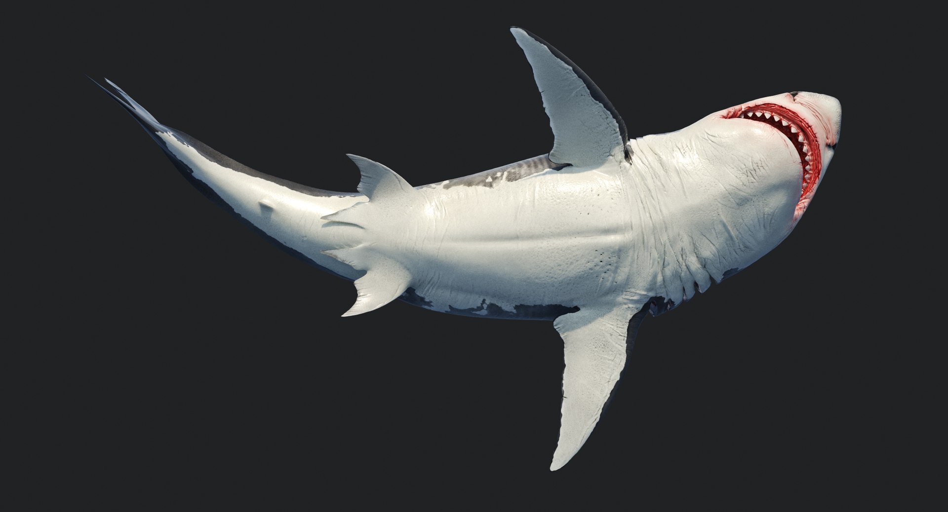rigged animation model https://p.turbosquid.com/ts-thumb/ck/D9MZ4i/ZKWedtBo/sharkwhite_0081/jpg/1547588720/1920x1080/fit_q87/4207828b0f2a4f60406ca7ba2995e8b9c304b18b/sharkwhite_0081.jpg