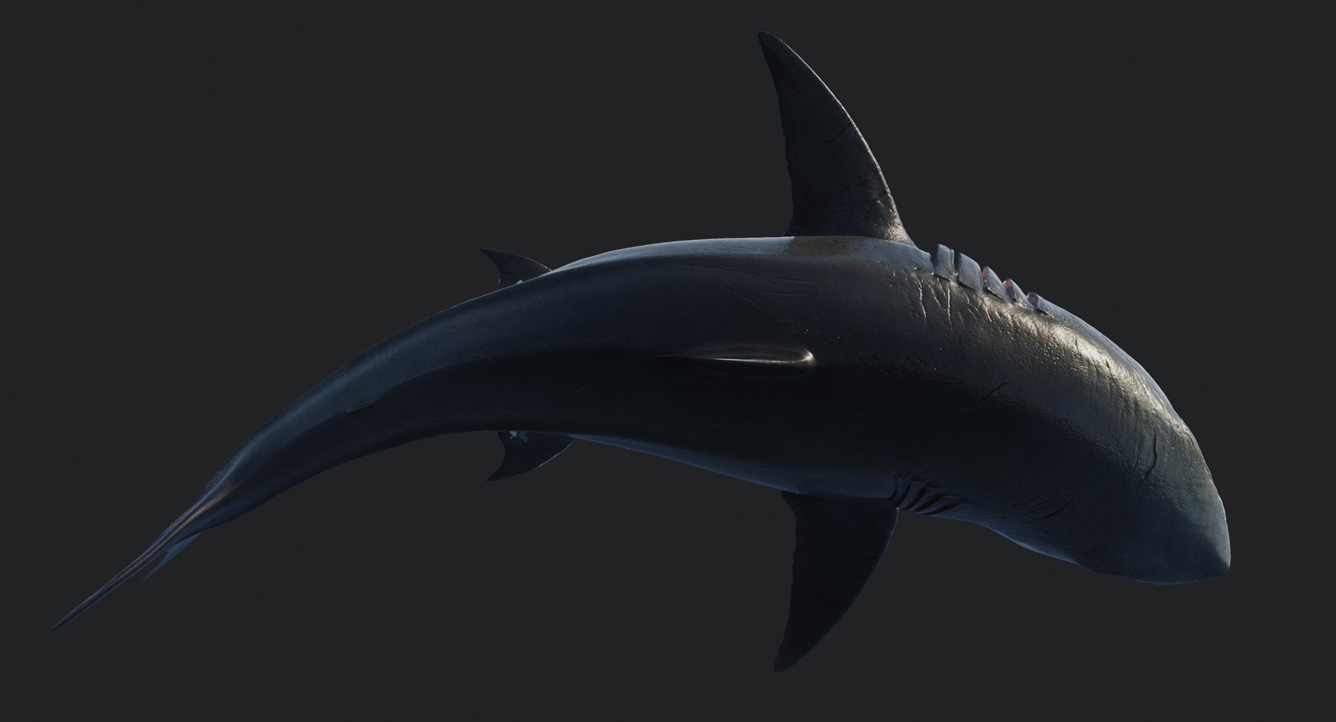 rigged animation model https://p.turbosquid.com/ts-thumb/ck/D9MZ4i/b0J5kjmO/sharkwhite_0080/jpg/1547588720/1920x1080/fit_q87/316fe801e308cdc8a89180bdb1d82100a7124c2a/sharkwhite_0080.jpg