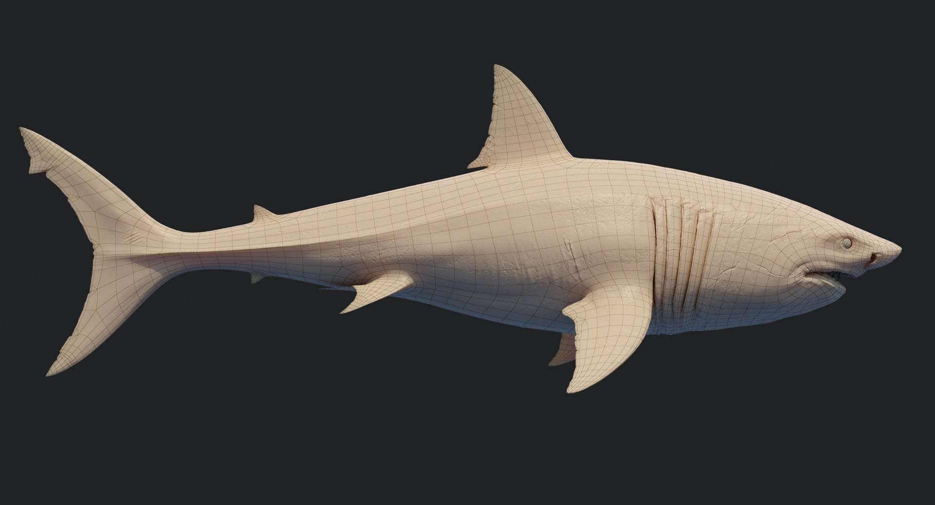 rigged animation model https://p.turbosquid.com/ts-thumb/ck/D9MZ4i/bU6wu39m/sharkwhite_0112/jpg/1547589253/1920x1080/fit_q87/e56b519485cc4f5f8964824e4cd331910f835d0f/sharkwhite_0112.jpg