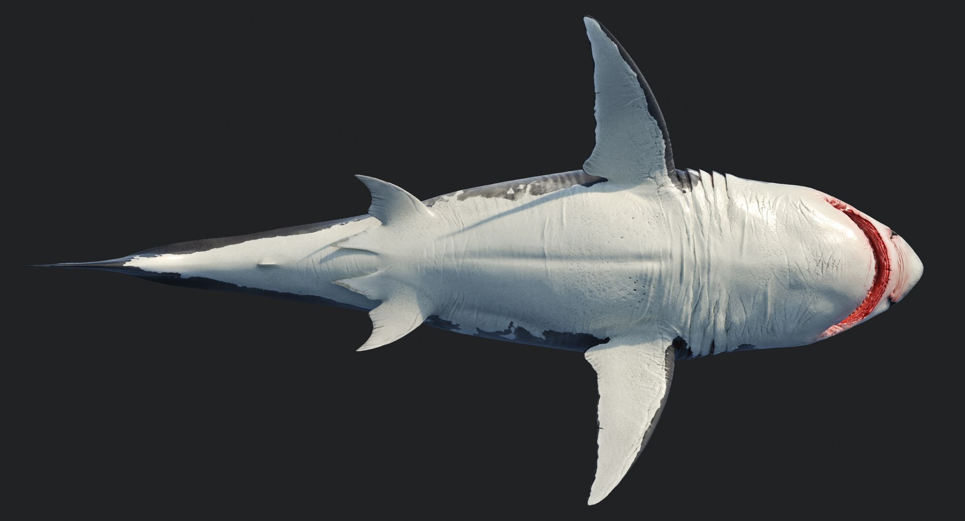 rigged animation model https://p.turbosquid.com/ts-thumb/ck/D9MZ4i/czP2JDmD/sharkwhite_0083/jpg/1547588720/1920x1080/fit_q87/d83f6a267049e3b60ce2f9ef352168ad1e5d7c1d/sharkwhite_0083.jpg