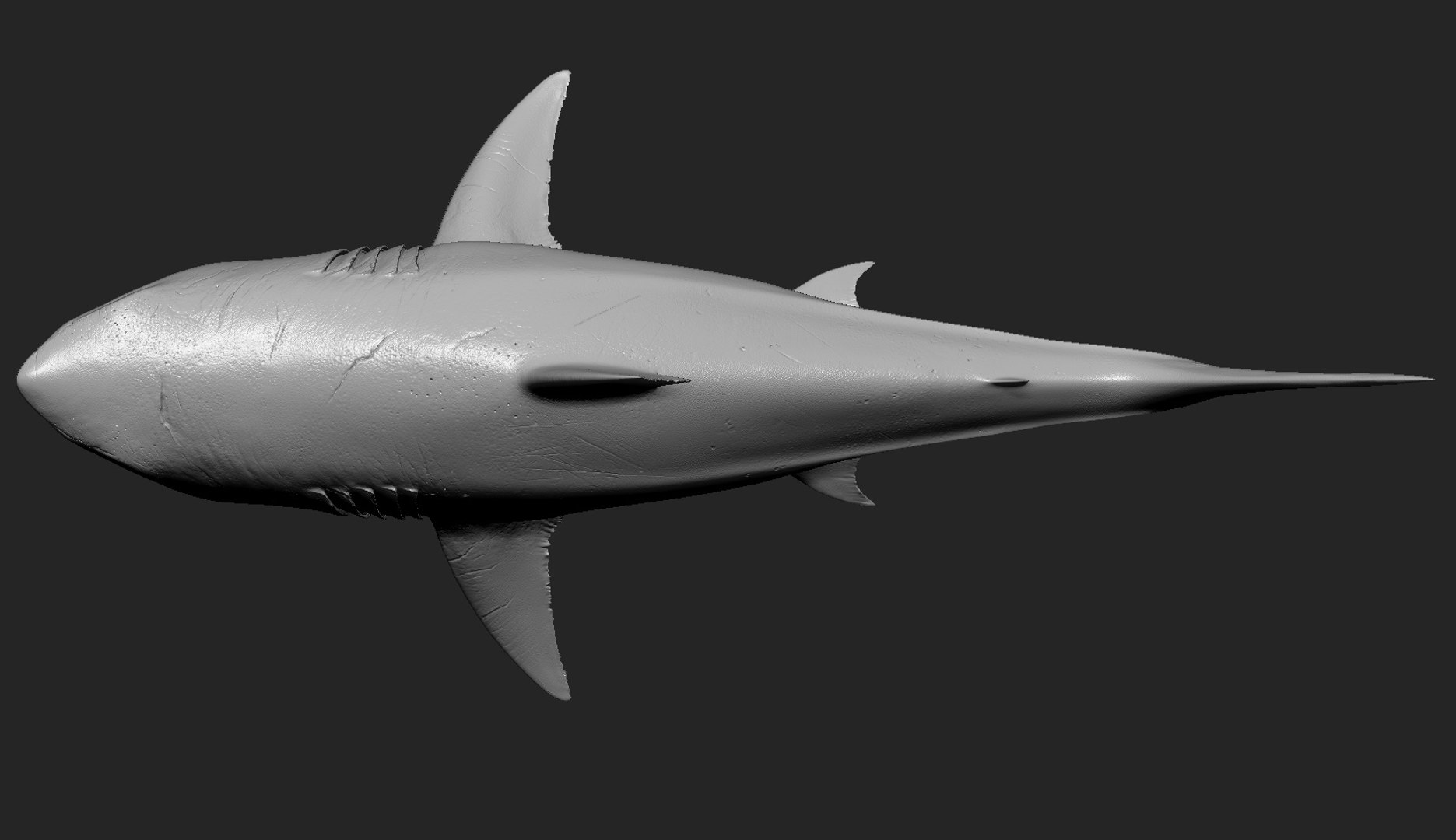 rigged animation model https://p.turbosquid.com/ts-thumb/ck/D9MZ4i/fITbKq0k/sharkwhite_0002_layer6/jpg/1548976100/1920x1080/fit_q87/ce59731fc791a886583a524fb78318034ff811b4/sharkwhite_0002_layer6.jpg