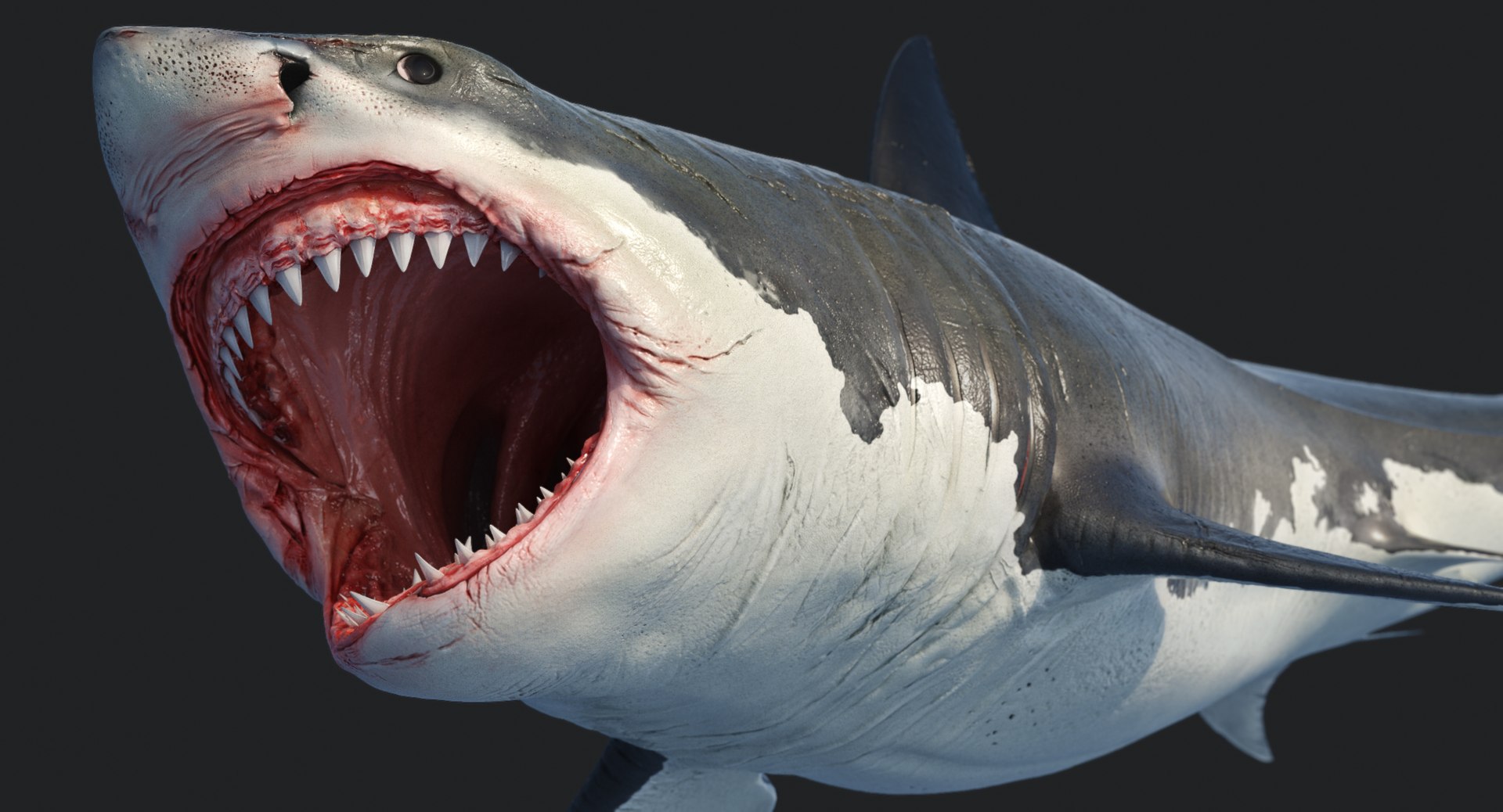 rigged animation model https://p.turbosquid.com/ts-thumb/ck/D9MZ4i/gwPyEIxK/sharkwhite_0087/jpg/1547588720/1920x1080/fit_q87/230f29ae3d7a4b18240c0761c8e6868bf5fff6eb/sharkwhite_0087.jpg