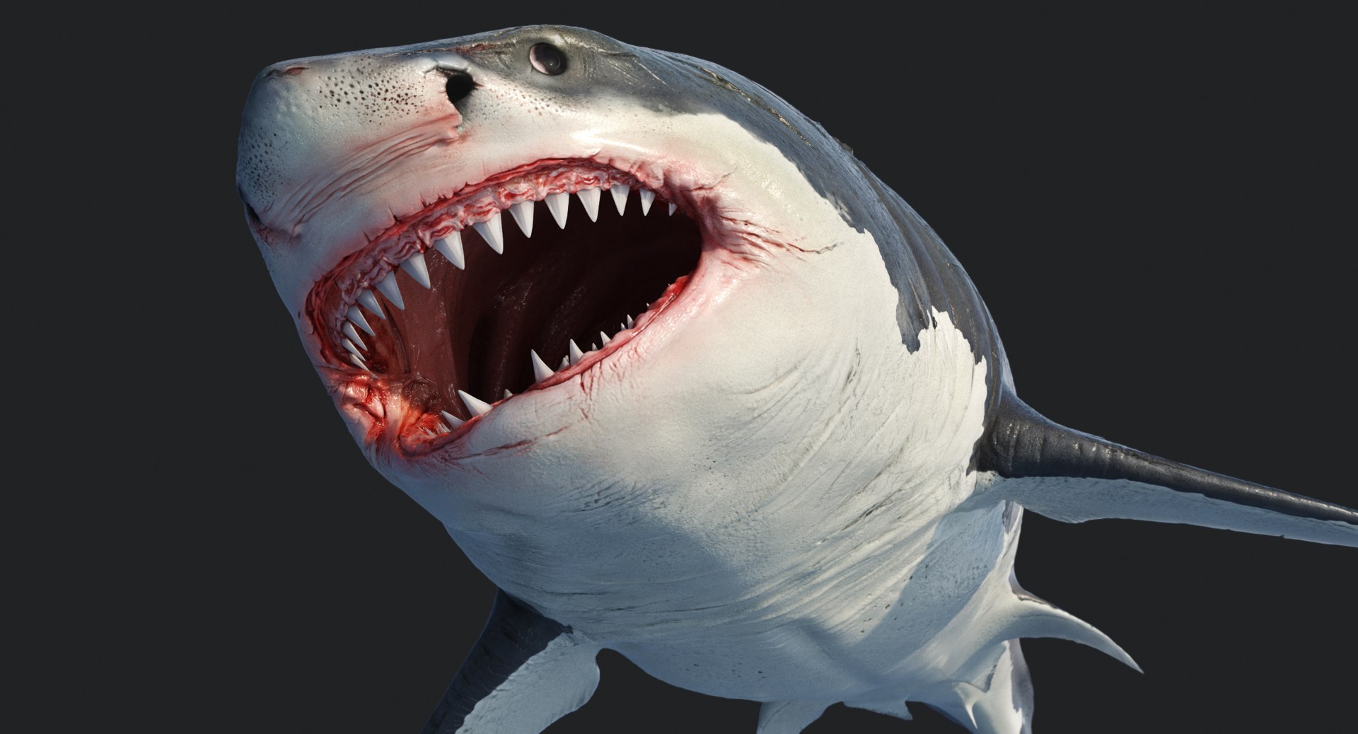rigged animation model https://p.turbosquid.com/ts-thumb/ck/D9MZ4i/jSSJPjXx/sharkwhite_0096/jpg/1547588720/1920x1080/fit_q87/7d9167bbeb0a2162f221a9e5e0b6457ba6ee612c/sharkwhite_0096.jpg