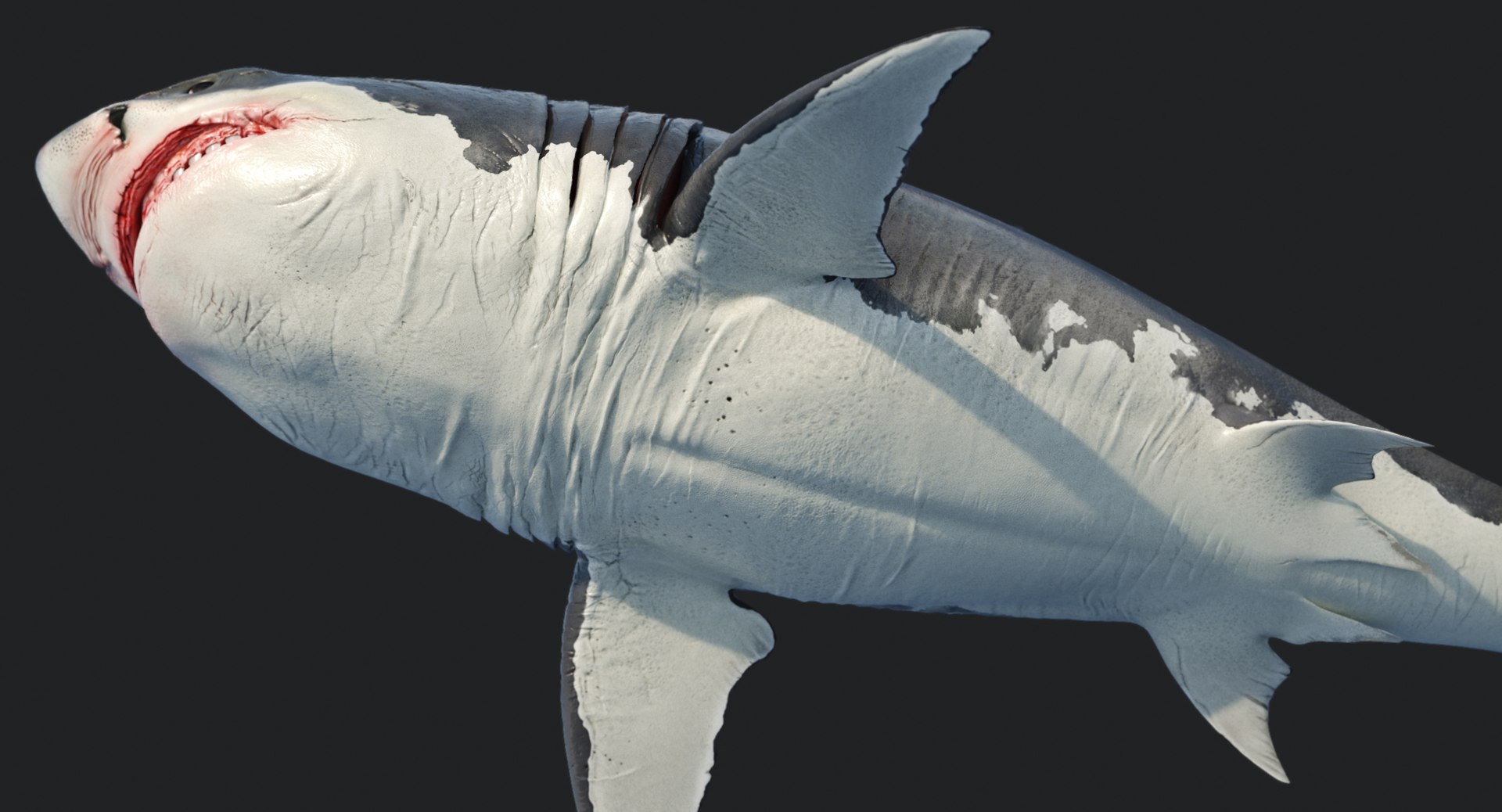 rigged animation model https://p.turbosquid.com/ts-thumb/ck/D9MZ4i/l1pJAcgd/sharkwhite_0093/jpg/1547588720/1920x1080/fit_q87/98b8dd6cd86d4df8b47fb464506f77469338577e/sharkwhite_0093.jpg