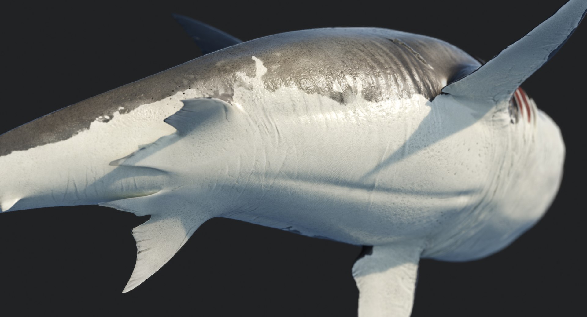 rigged animation model https://p.turbosquid.com/ts-thumb/ck/D9MZ4i/meMqWHV7/sharkwhite_0101/jpg/1547588721/1920x1080/fit_q87/271b273d47d5593c576d3ac9306c08474286a0cb/sharkwhite_0101.jpg