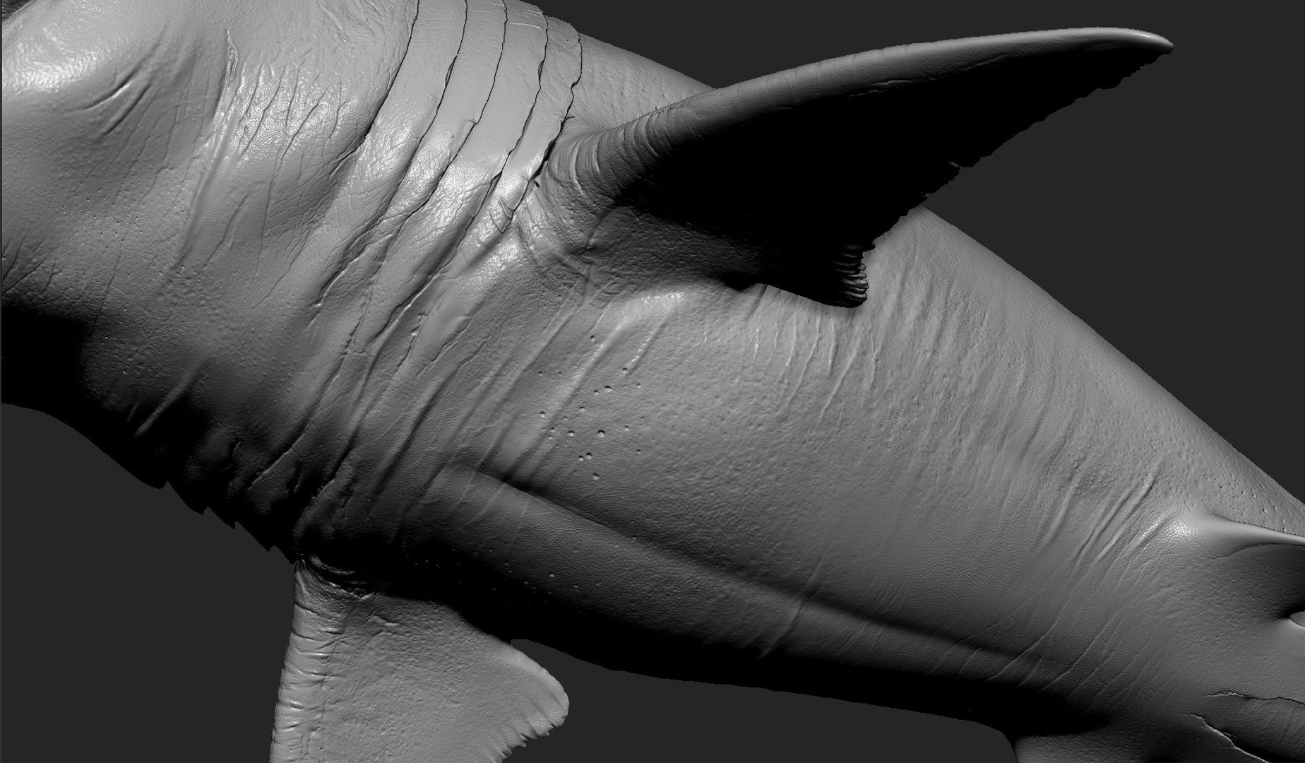 rigged animation model https://p.turbosquid.com/ts-thumb/ck/D9MZ4i/oSYjH9Ns/sharkwhite3_0001_layer3/jpg/1548976100/1920x1080/fit_q87/1273e712359ae4f1433d96f74d751893e9a4381b/sharkwhite3_0001_layer3.jpg