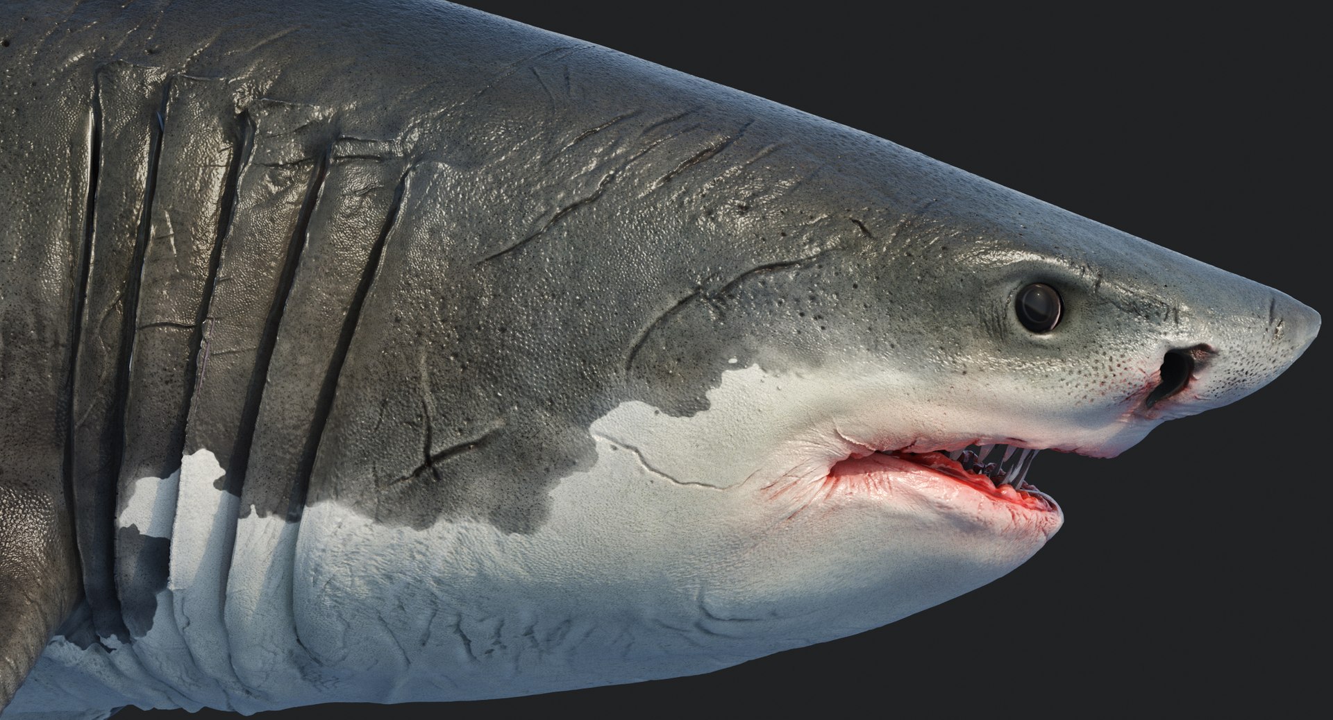 rigged animation model https://p.turbosquid.com/ts-thumb/ck/D9MZ4i/ps4Rdgny/sharkwhite_0102/jpg/1547588721/1920x1080/fit_q87/5c212690396893fc3d8beb61258f518d5f110132/sharkwhite_0102.jpg