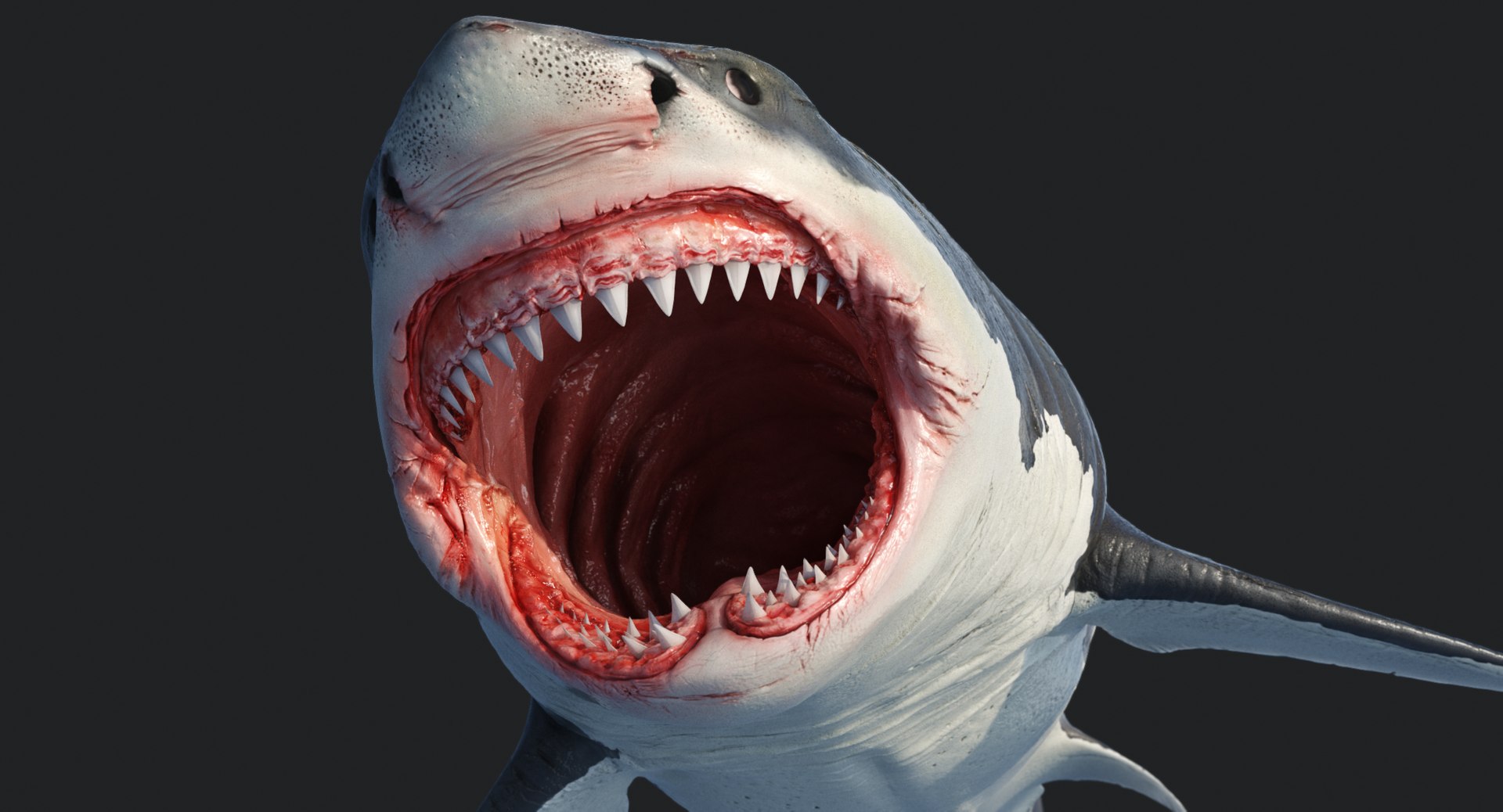 rigged animation model https://p.turbosquid.com/ts-thumb/ck/D9MZ4i/uZ41jcCS/sharkwhite_0095/jpg/1547588720/1920x1080/fit_q87/cb99ddb2485d52f299b28bad04a381db9f64f2c1/sharkwhite_0095.jpg