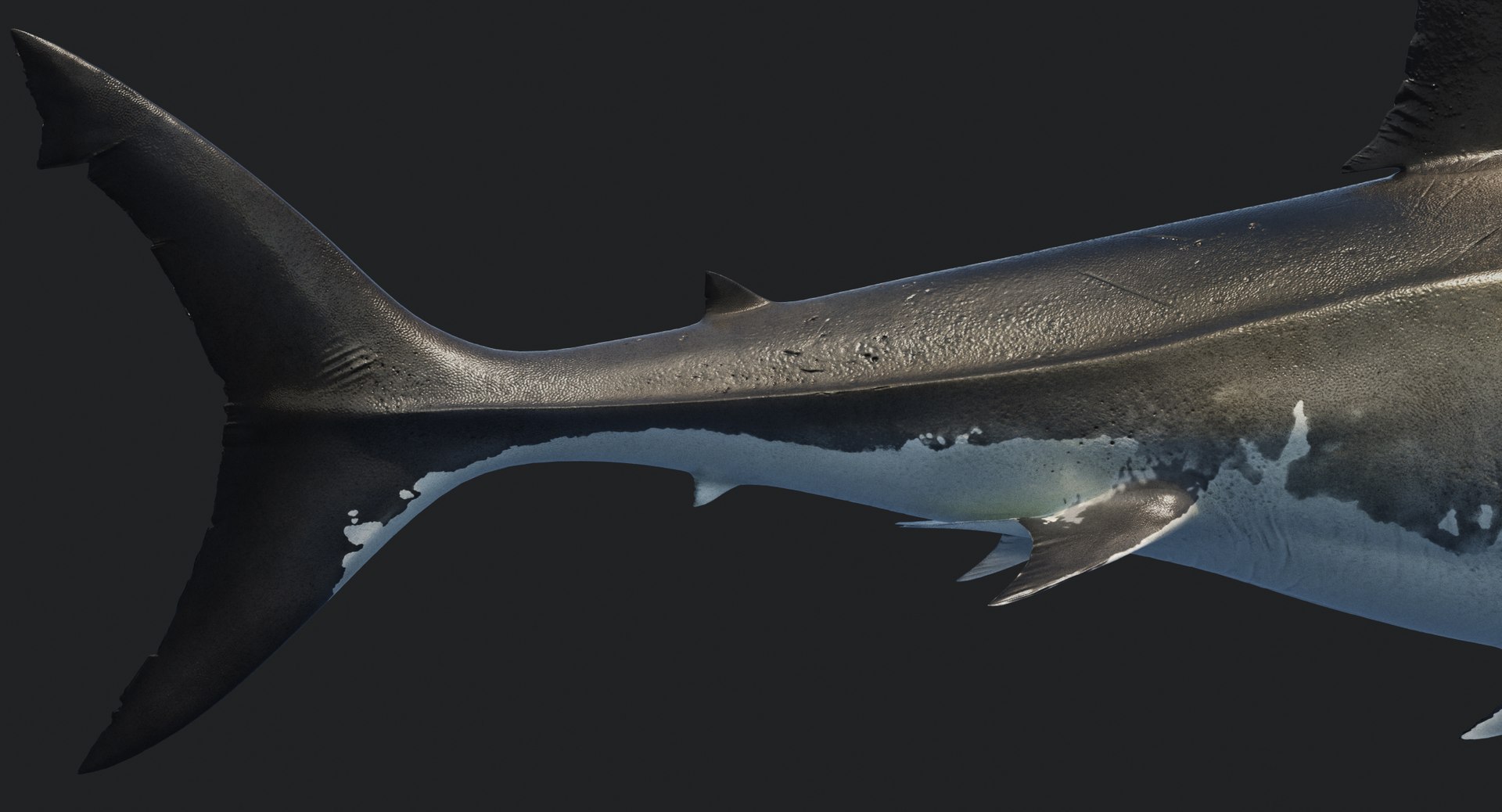 rigged animation model https://p.turbosquid.com/ts-thumb/ck/D9MZ4i/vLwqQKQr/sharkwhite_0091/jpg/1547588720/1920x1080/fit_q87/41852c29a1ce3205220a67d9f2074ace4d9fcc27/sharkwhite_0091.jpg