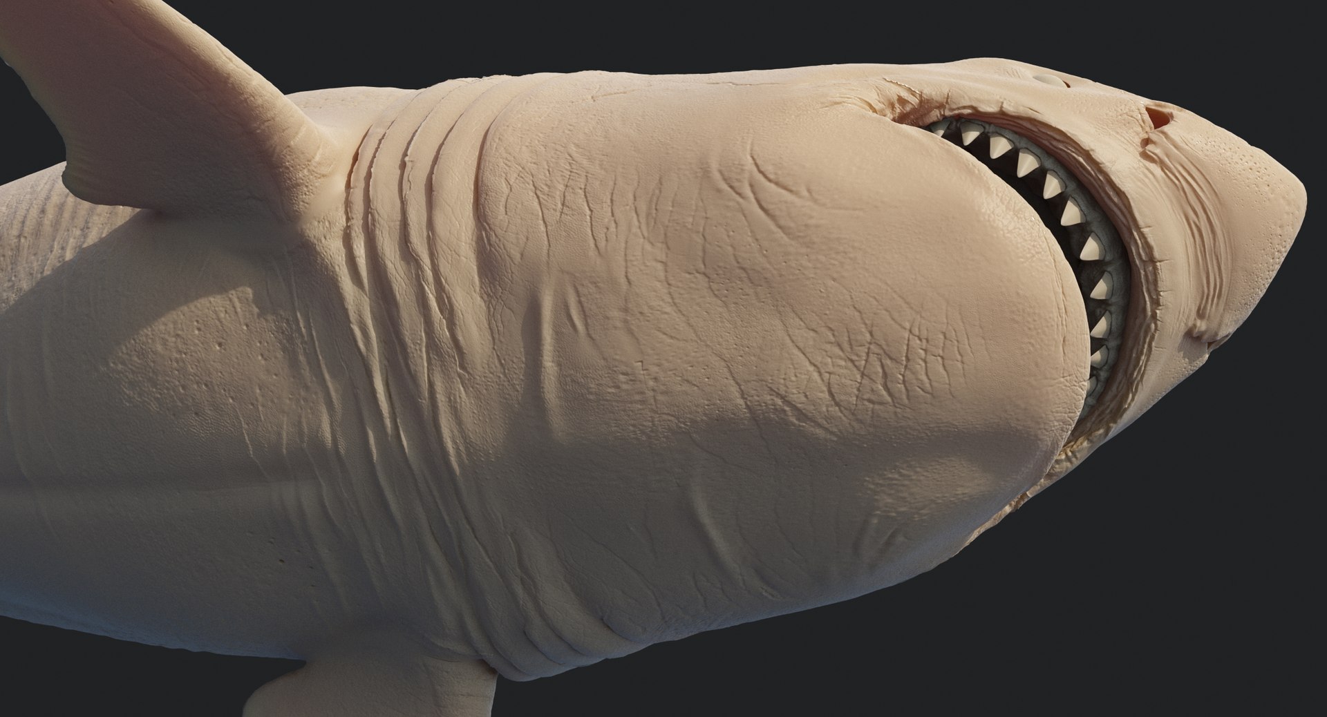 rigged animation model https://p.turbosquid.com/ts-thumb/ck/D9MZ4i/wluoROTm/sharkwhite_0142/jpg/1547589577/1920x1080/fit_q87/9d831792920c0583f4c37c21728a595e6ba241bd/sharkwhite_0142.jpg