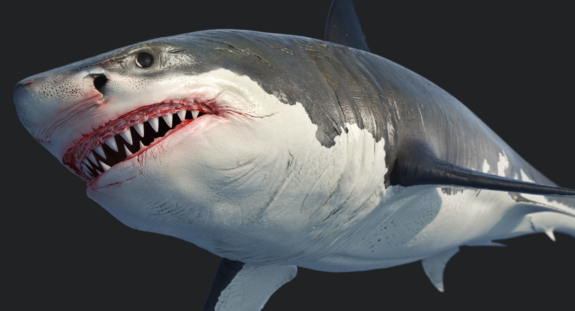 rigged animation model https://p.turbosquid.com/ts-thumb/ck/D9MZ4i/x3h2Yp1g/sharkwhite_0088/jpg/1547588720/1920x1080/fit_q87/5d738feac0660b3ee5445ff51ac473c371ad75e2/sharkwhite_0088.jpg