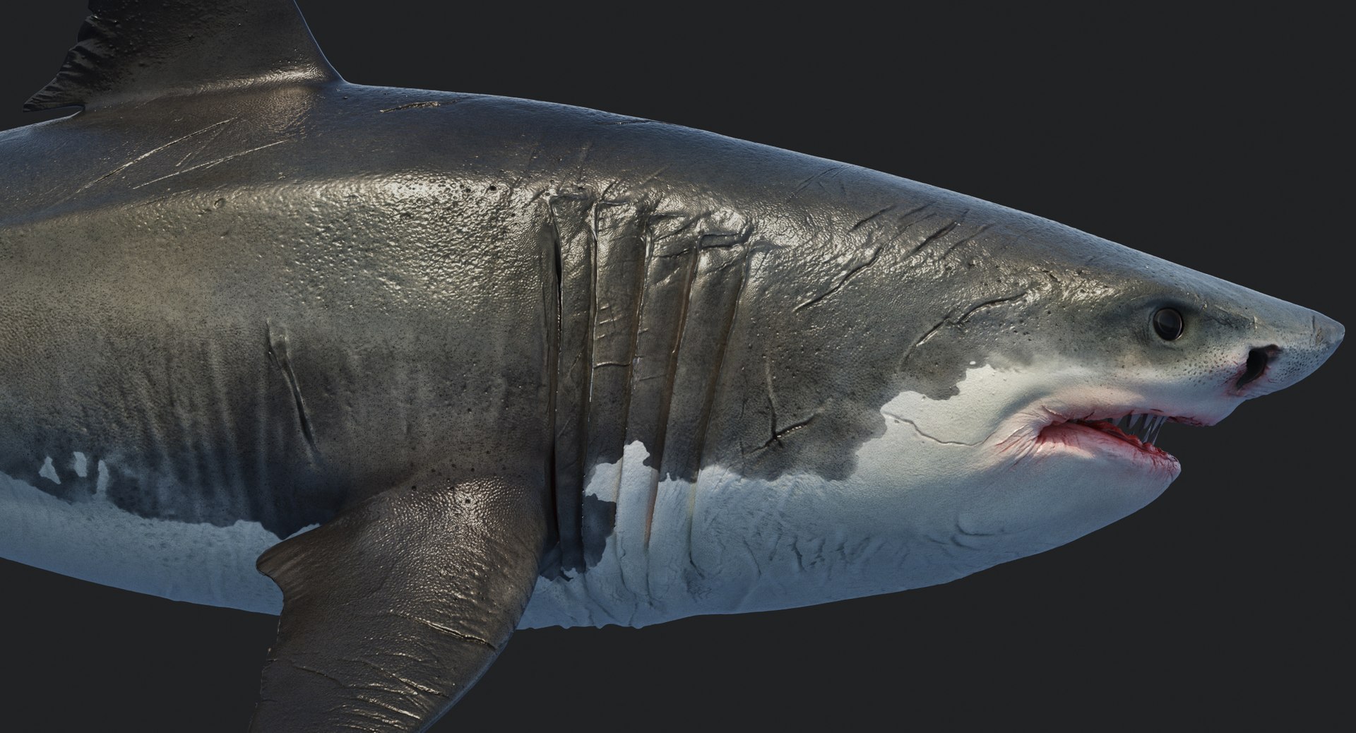 rigged animation model https://p.turbosquid.com/ts-thumb/ck/D9MZ4i/xqHNbrpe/sharkwhite_0089/jpg/1547588720/1920x1080/fit_q87/9e89926946645df833a49cf8d52befd828c354b3/sharkwhite_0089.jpg