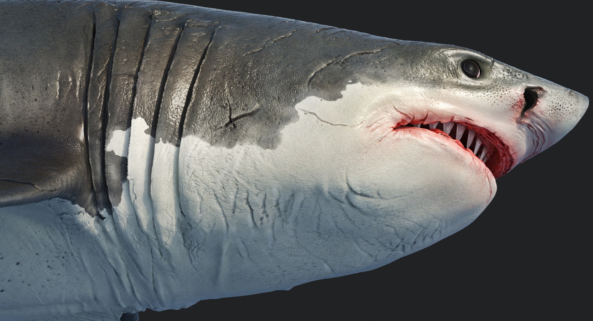 rigged animation model https://p.turbosquid.com/ts-thumb/ck/D9MZ4i/zty0IPsf/sharkwhite_0103/jpg/1547588721/1920x1080/fit_q87/eee4d28360e4b41ad6010c85262a2aa349d3b449/sharkwhite_0103.jpg