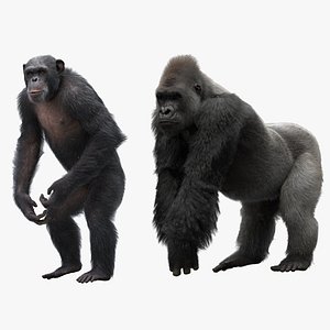 3d gorilla shelves model