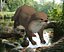 OTTER