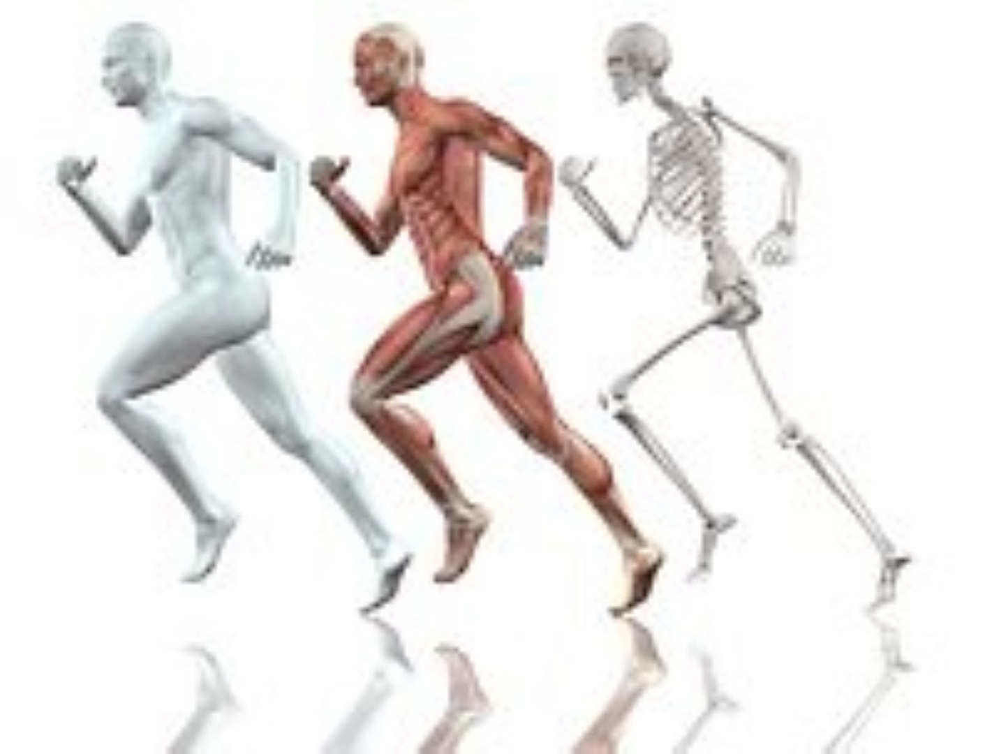 3D Human Body Collection - TurboSquid 2235752