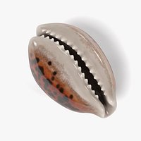 Cypraea Tigris
