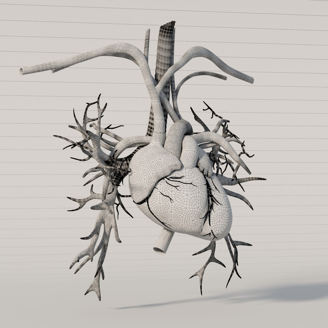 Human Heart 3D model https://p.turbosquid.com/ts-thumb/ck/TDmjtY/WA/907/jpg/1744953633/1920x1080/fit_q87/530e8e205b295e8c5535e2cee4709aa0828d0e68/907.jpg