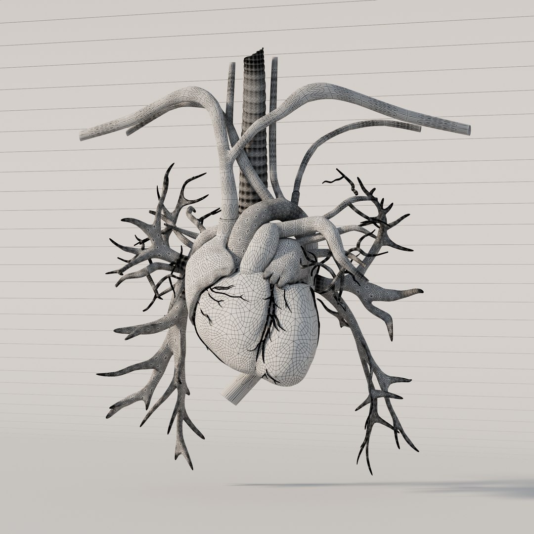 Human Heart 3D model https://p.turbosquid.com/ts-thumb/ck/TDmjtY/cg/905/jpg/1744953629/1920x1080/fit_q87/a5e566ae13011dd5bf98d1bb9bd9eda2364f3c4a/905.jpg