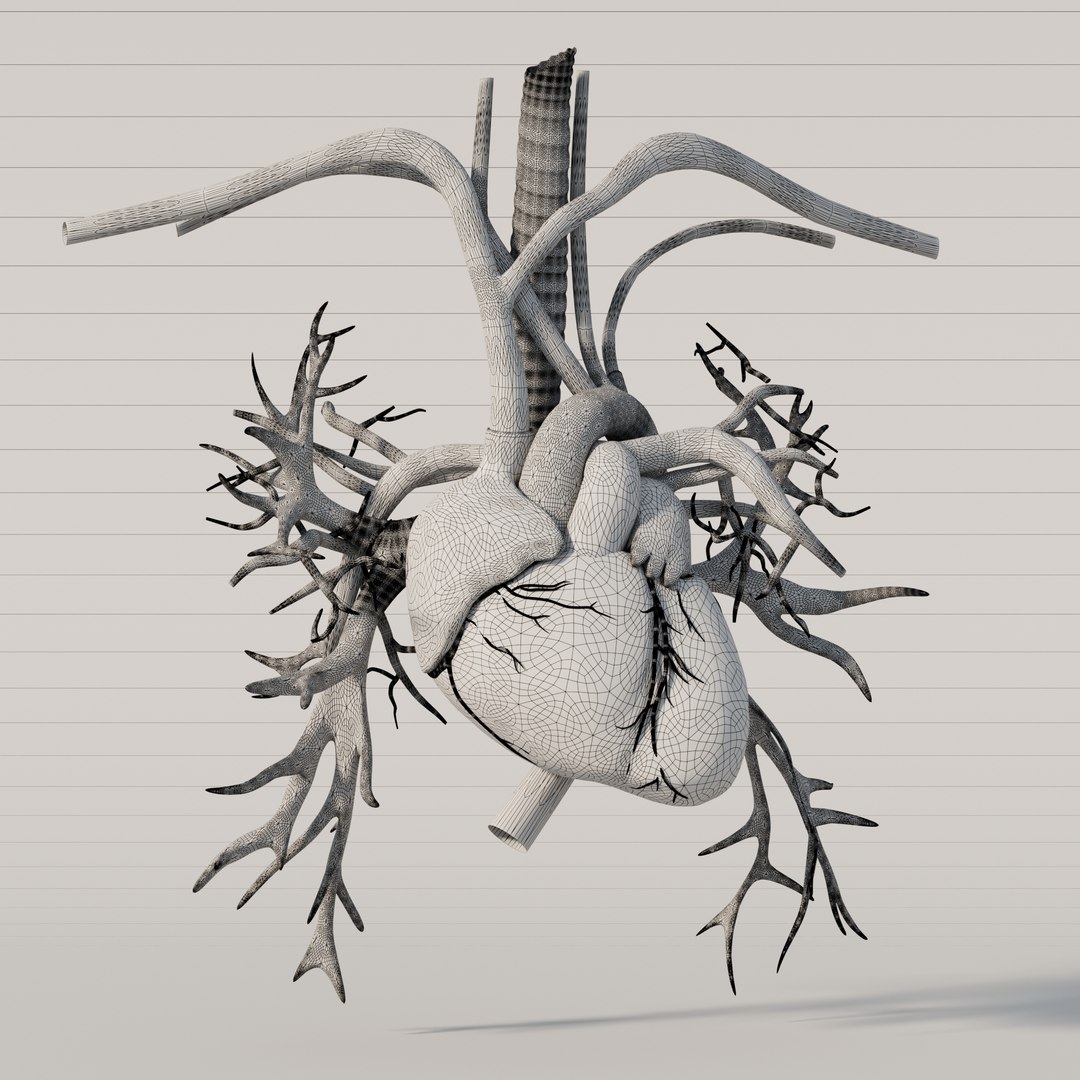 Human Heart 3D model https://p.turbosquid.com/ts-thumb/ck/TDmjtY/rd/906/jpg/1744953632/1920x1080/fit_q87/b4d41f19bdc6a8a4e79d1bc77b87a05786cac3fe/906.jpg