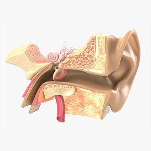 ear tympanum 3D model
