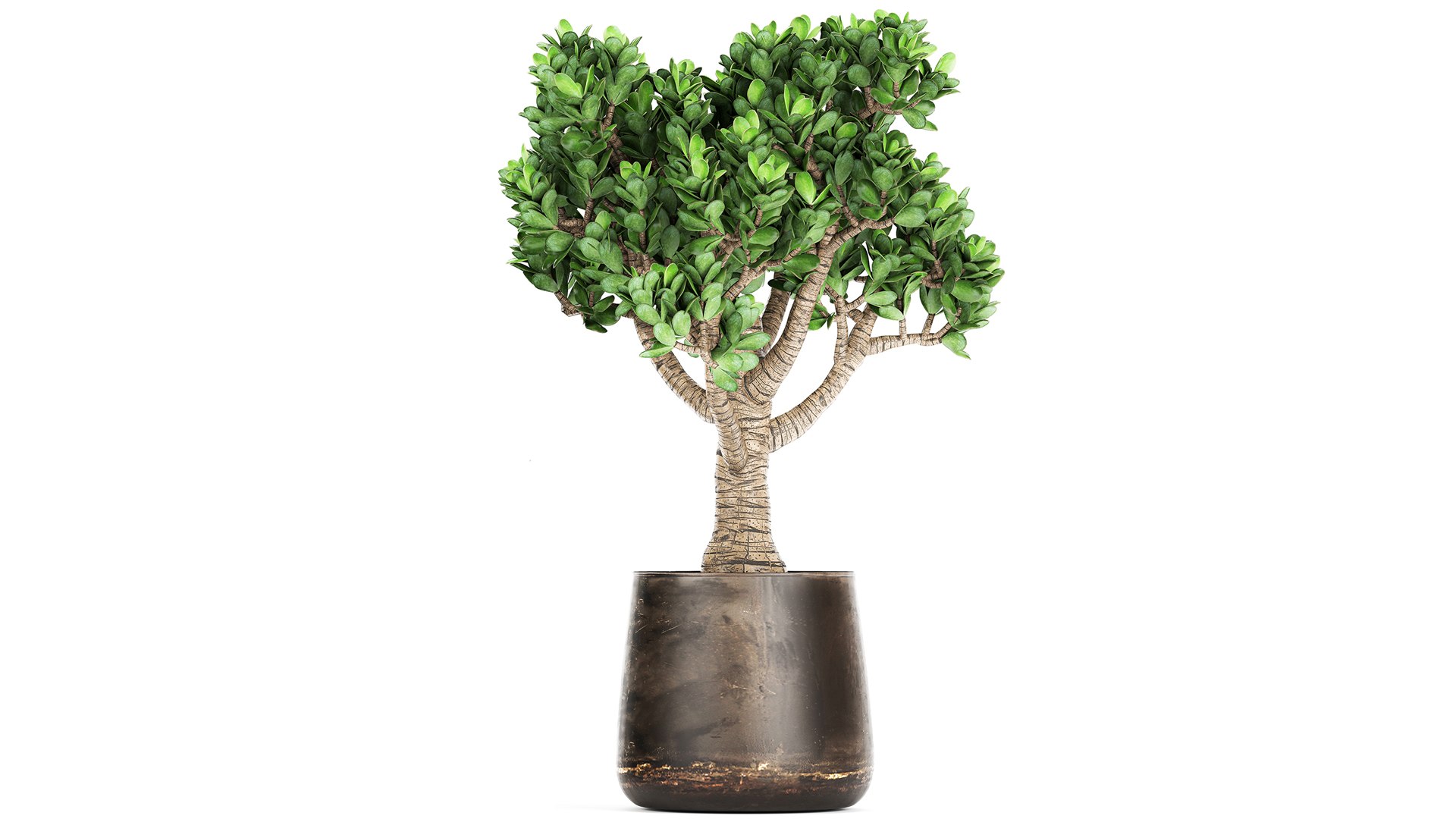 Crassula in a rust pot for the interior 930 3D https://p.turbosquid.com/ts-thumb/ck/ZTGpzs/7e/1crassula1704202103/jpg/1618752343/1920x1080/fit_q87/26589743808f5571a06739ec7bf777809ceab840/1crassula1704202103.jpg